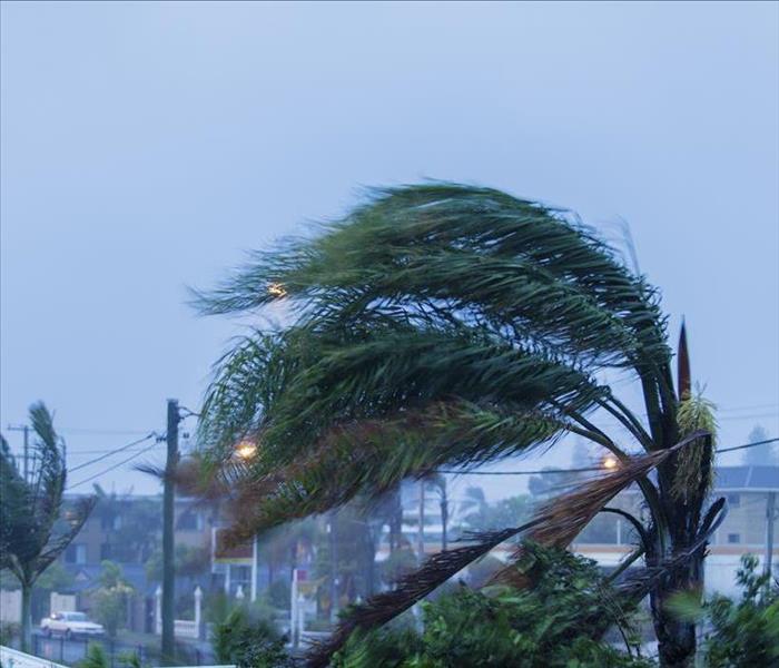 Image of a palm tree hit by high winds