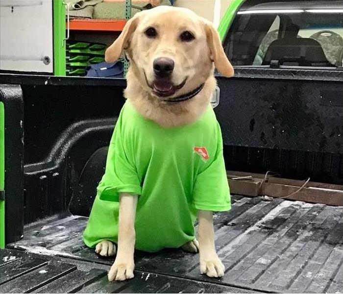 Image of a labrador with a green SERVPRO t-shirt 